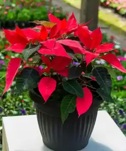 Estrella Federal en maceta con brácteas rojas intensas y hojas verdes
