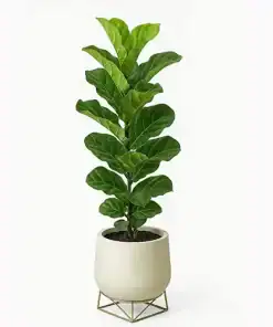 Ficus pandurata en maceta con hojas verdes grandes en forma de violín