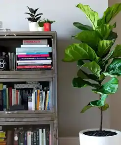 Ficus pandurata grande 10L planta de hojas grandes para interior