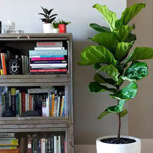 Ficus pandurata grande 10L planta de hojas grandes para interior