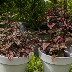 Hypoestes con hojas verdes moteadas en tonos rosados y blancos