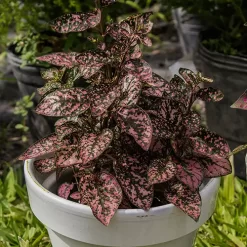 Hypoestes con hojas verdes moteadas en tonos rosados y blancos