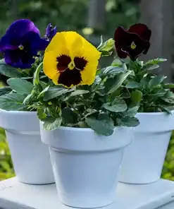 Pensamientos en maceta con flores coloridas en tonos violetas, amarillos y blancos
