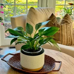 Philodendron Birkin con hojas verdes redondeadas y vetas blancas