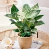 Philodendron Birkin con hojas verdes redondeadas y vetas blancas