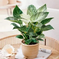 Philodendron Birkin con hojas verdes redondeadas y vetas blancas