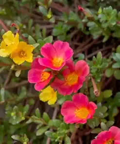 Portulacas Popis con flores coloridas en tonos fucsia, amarillo y naranja bajo el sol