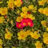 Portulacas Popis con flores coloridas en tonos fucsia, amarillo y naranja bajo el sol