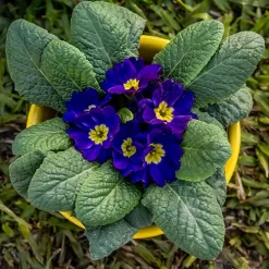 Prímula Polyantha con flores coloridas en tonos rojos, amarillos y violetas