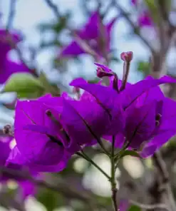 Santa Rita o Bougainvillea en plena floración con brácteas fucsias cubriendo una pérgola