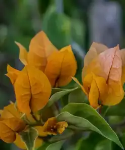 Santa Rita o Bougainvillea en plena floración con brácteas fucsias cubriendo una pérgola