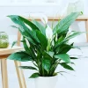 Spathiphyllum o lirio de la paz con hojas verdes brillantes y flores blancas