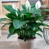Spathiphyllum o lirio de la paz con hojas verdes brillantes y flores blancas