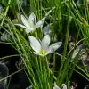 Zephyranthes blanco en flor con pétalos en forma de estrella en jardín soleado