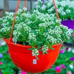 Alisum en flor con pequeñas flores blancas y lilas tapizando un borde de jardín