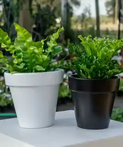 Asplenium Osaka en maceta con hojas verdes rizadas en forma de roseta