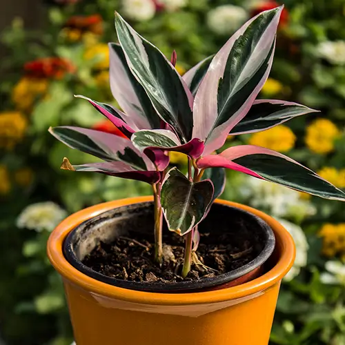Calathea stromante con hojas verdes, blancas y reverso rosa intenso