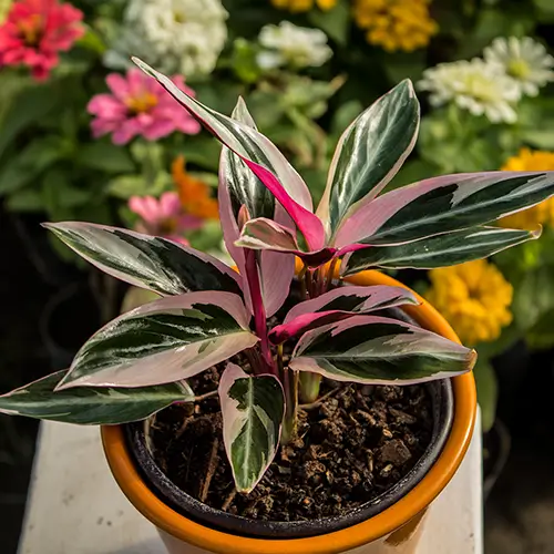 Calathea stromante con hojas verdes, blancas y reverso rosa intenso