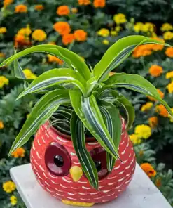 Dracaena Lemon Surprise en maceta con hojas verdes y amarillas brillante