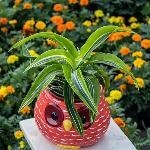 Dracaena Lemon Surprise en maceta con hojas verdes y amarillas brillante