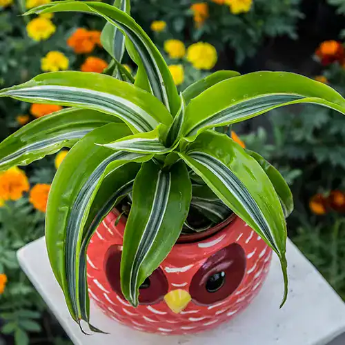 DRACAENA LEMON SURPRISE M12 - Imagen 2