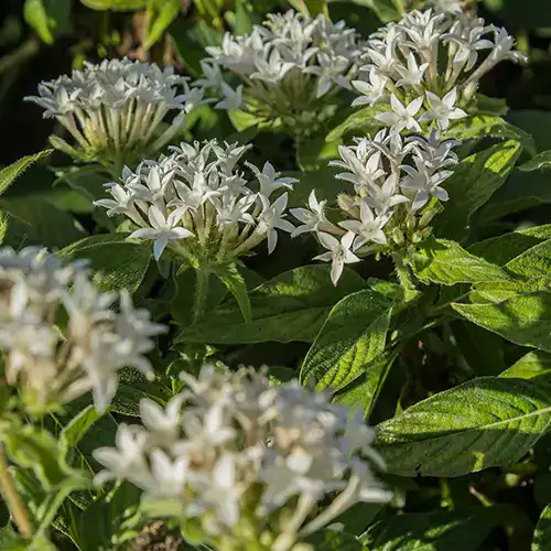 Penta con racimos de flores en forma de estrella en tonos rojos y rosados