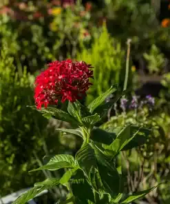 Penta con racimos de flores en forma de estrella en tonos rojos y rosados