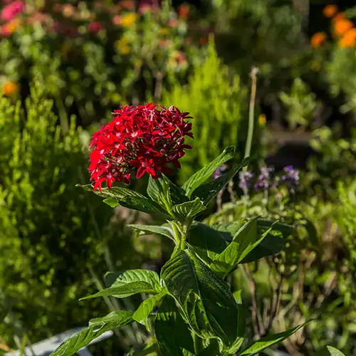 Penta con racimos de flores en forma de estrella en tonos rojos y rosados