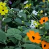 Ojo de Poeta con flores naranjas de centro negro trepando enrejado de jardín