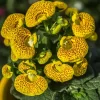 Calceolaria con flores amarillas y rojas en forma de zapatilla decorando una maceta