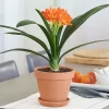 Clivia miniata en flor con racimos de flores naranjas y hojas verdes en forma de cinta