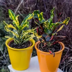 ALT imagen: Croton tirabuzón con hojas retorcidas en tonos verdes, amarillos, naranjas y rojos, planta tropical de interior ornamental.