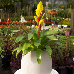 Planta Vriesia M14 con brácteas coloridas y hojas verdes en maceta Nº14