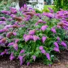 Buddleja 3L en maceta con espigas florales lilas atractivas para mariposas