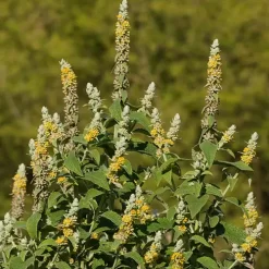 Buddleja stachyoides con espigas florales amarillas en arbusto nativo