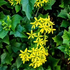 Delairea Odorata en maceta de 3 litros con follaje verde trepador ornamental para jardín y muros