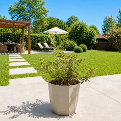 Leucophyllum en maceta de 4 litros con follaje gris plateado y flores violetas para jardín