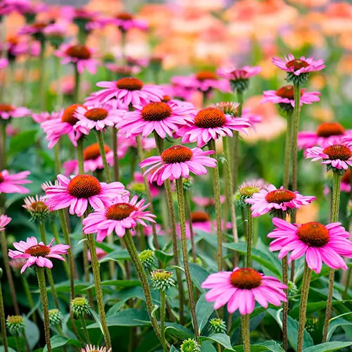 Planta de Echinacea 3L con flores rosadas y centro cónico