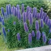 Echium 3L en maceta con espigas florales coloridas y follaje rústico