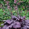 Heuchera 3L con follaje colorido en tonos rojo y púrpura