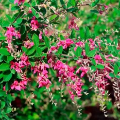 Lespedeza 3L con ramas arqueadas y flores rosadas abundantes