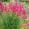 Penstemon Garnet 3L con flores tubulares rojo granate en maceta