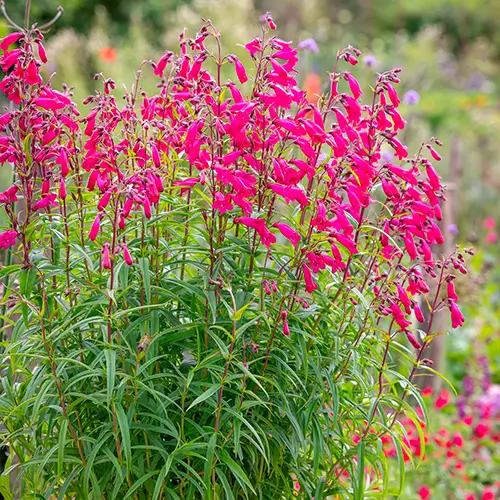 Penstemon Garnet 3L con flores tubulares rojo granate en maceta