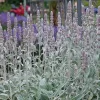 Stachys byzantina Oreja de Conejo 3L con hojas plateadas y aterciopeladas