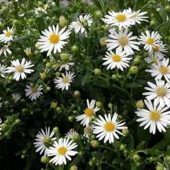 Symphyotrichum pilosum o aster blanco silvestre con flores pequeñas y centro amarillo, ideal para jardines naturales