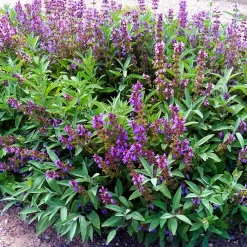 Salvia comestible en maceta M12 con follaje verde grisáceo y aroma intenso