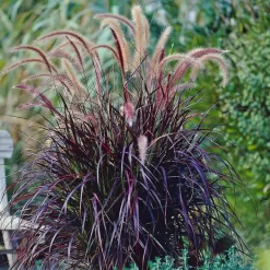 PENNISETUM RUBRUM 3L