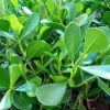 Clusia verde planta ornamental