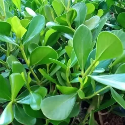 Clusia verde planta ornamental