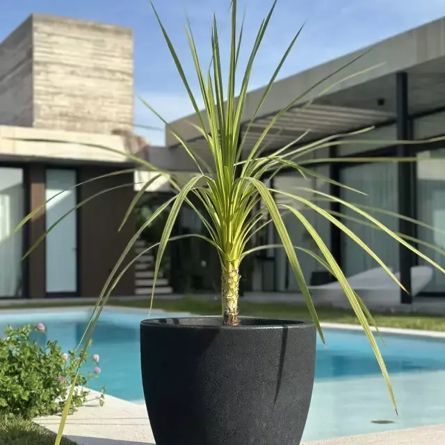 Dracaena Indivisa planta ornamental